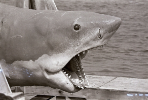 Red River Horror - Bruce the Shark